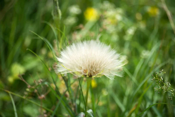 Closeup Dandelion Seeds Meadow — Stock Photo, Image