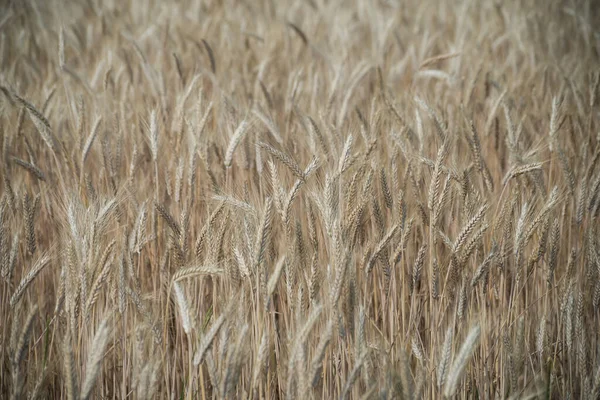 Primer Plano Del Fondo Del Campo Trigo — Foto de Stock