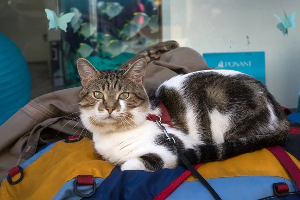 Retrato Gato Fêmea Deitado Mochila Colorida Rua — Fotografia de Stock