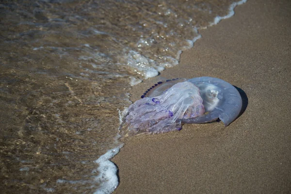 Closeup Wild Jellyfish Beach — Photo