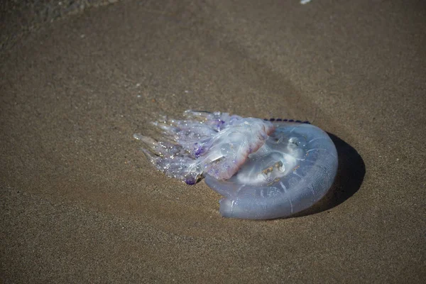 Closeup Wild Jellyfish Beach — Photo