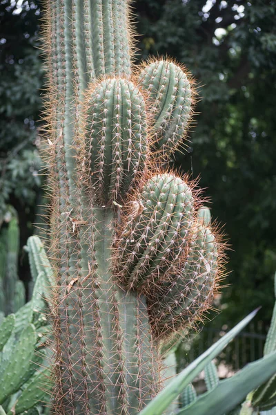 Closeup of big mexican cactus in a mediterranean garden