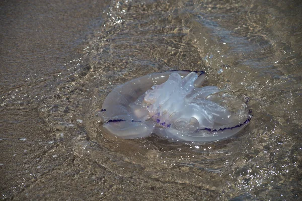 stock image Closeup of wild jellyfish on the beach 