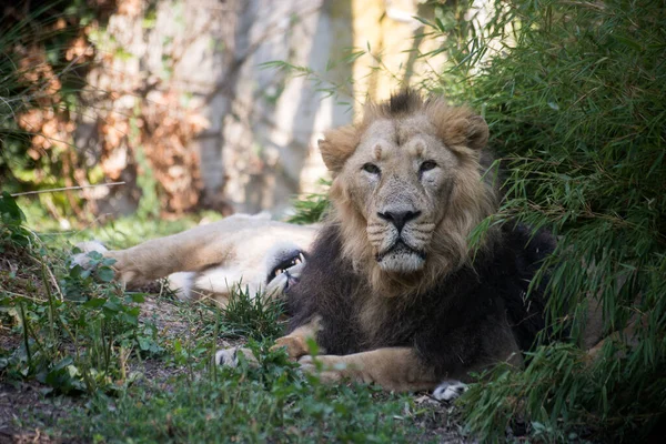 Portrait Lion Lying Floor — Foto de Stock