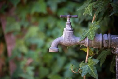 Closeup of retro faucet covered by ivy leaves in a public  garden