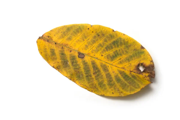 Zbliżenie Automatycznego Liścia Liścia Orzecha Włoskiego Białym Tle — Zdjęcie stockowe