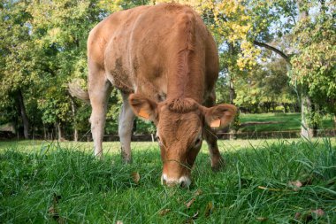 Çayırda otlayan kaş ineğinin portresi. 
