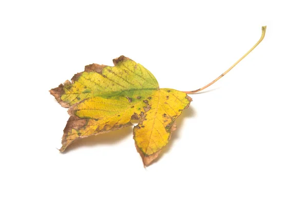 Closeup Autumnal Maple Leaf White Background — Stock Photo, Image