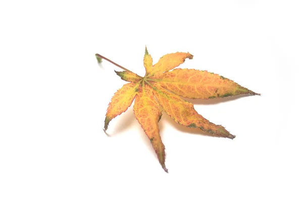 Close Van Herfst Maple Leaf Witte Achtergrond — Stockfoto
