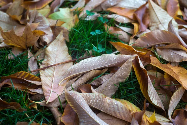 Närbild Regndroppar Höstens Kastanjblad Gräset — Stockfoto