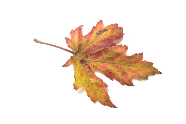 Nahaufnahme Des Herbstlichen Ahornblattes Auf Weißem Hintergrund — Stockfoto