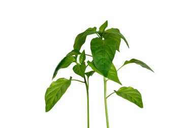 Beyaz arka plan üzerinde izole kırmızı biber genç bitki