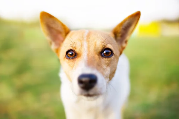 köpek gözler portre tatlı