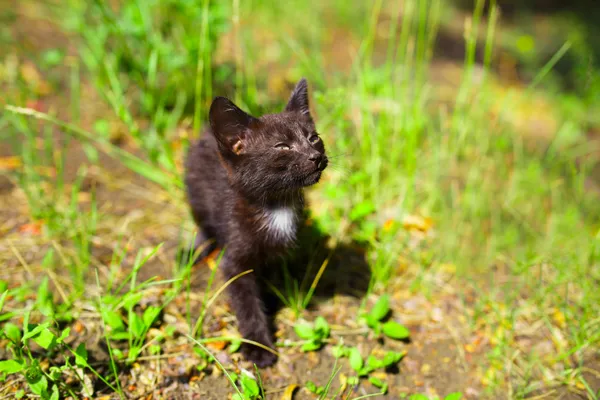 Gatinho preto na grama verde — Fotografia de Stock