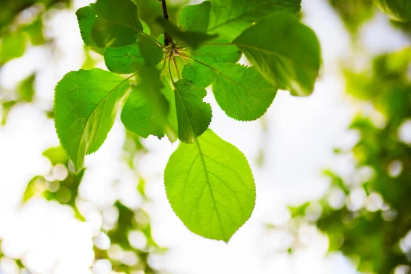 Зеленые листья яблока с размытым боке фона — стоковое фото