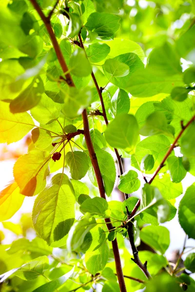 Vackra vårgrön apple lämnar glödande i solljus — Stockfoto