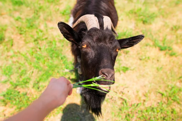 Alimentando cabra e mão com folha de grama — Fotografia de Stock