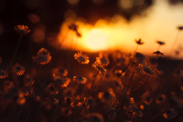 Wilde Blume im Sonnenuntergang — Stockfoto