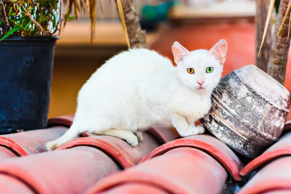 Farklı gözlerle sokak beyaz kedi — Stok fotoğraf