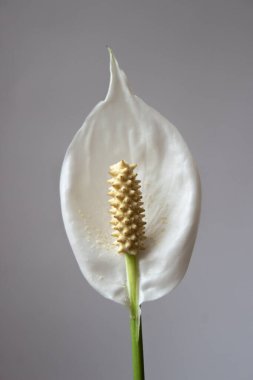 Çiçek Spatthiphyllum wallisii izole edilmiş bir arkaplanda büyük bir köknar regel