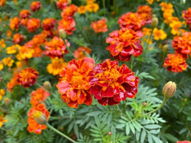 Marigoldların güzel çiçekleri dikilir (Tagetes erecta). Tagetes 'in kırmızı çiçekleri erekte