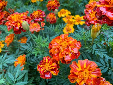 Marigoldların güzel çiçekleri dikilir (Tagetes erecta). Tagetes 'in kırmızı çiçekleri erekte