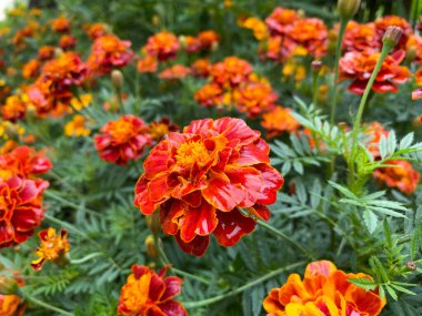 Marigoldların güzel çiçekleri dikilir (Tagetes erecta). Tagetes 'in kırmızı çiçekleri erekte