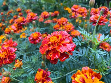 Marigoldların güzel çiçekleri dikilir (Tagetes erecta). Tagetes 'in kırmızı çiçekleri erekte
