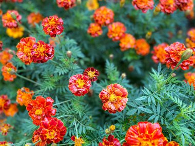 Marigoldların güzel çiçekleri dikilir (Tagetes erecta). Tagetes 'in kırmızı çiçekleri erekte