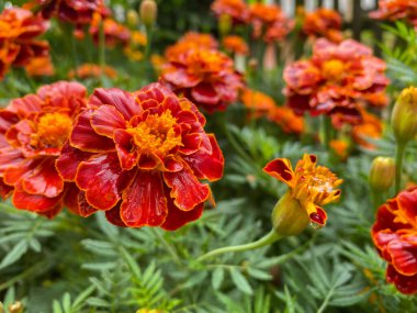 Marigoldların güzel çiçekleri dikilir (Tagetes erecta). Tagetes 'in kırmızı çiçekleri erekte