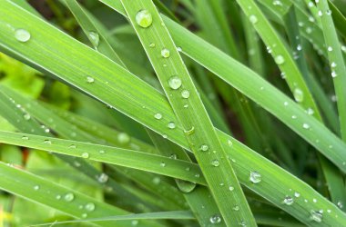 Çiçek açan hemerocallis fulva çimenlerin arka planı. Çimlere çiy damlaları düşer hemerocallis fulva