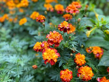 Marigoldların güzel çiçekleri dikilir (Tagetes erecta). Tagetes 'in kırmızı çiçekleri erekte