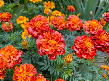 Marigoldların güzel çiçekleri dikilir (Tagetes erecta). Tagetes 'in kırmızı çiçekleri erekte