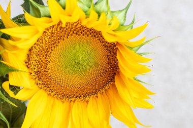 Ayçiçeği Helianthus Annuus kopyasal uzay ile yakın çekim. Ay çekirdeği. Güzel sarı ayçiçeği yaprakları