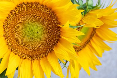 Ayçiçeği Helianthus Annuus kopyasal uzay ile yakın çekim. Ay çekirdeği. Güzel sarı ayçiçeği yaprakları