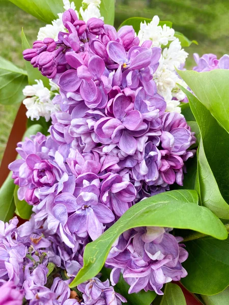 Прекрасный Букет Фиолетового Сирени Вульгарис Крупным Планом — стоковое фото