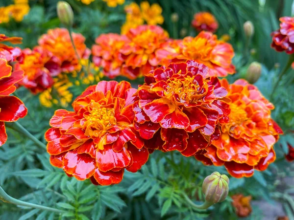 Ιστορικό Των Όμορφων Λουλουδιών Του Marigolds Erect Tagetes Erecta Κόκκινα Εικόνα Αρχείου