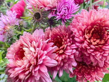 Güzel bir buket kasımpatı (kasımpatı x grandiflorum))