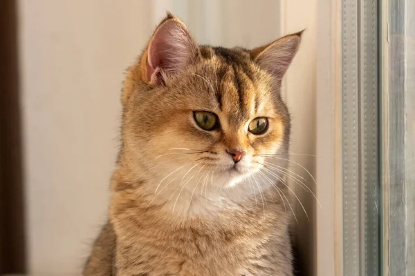 Όμορφη Βρετανική Shorthair Golden Chinchilla Ny25 — Φωτογραφία Αρχείου