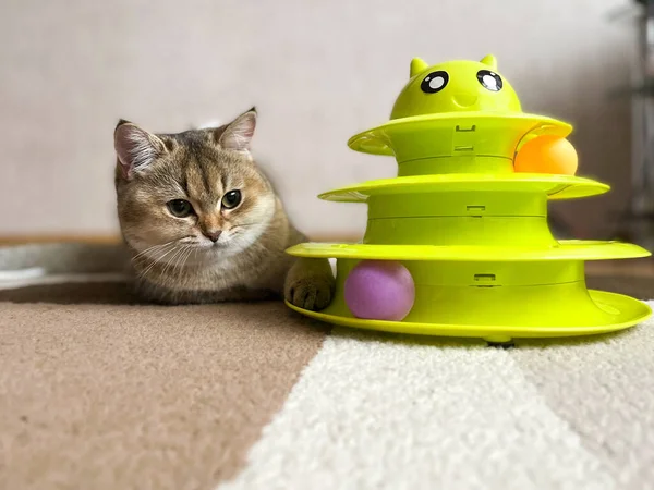 British Shorthair Golden Chinchilla Ny25 Plays Tower Balls — Stock Photo, Image