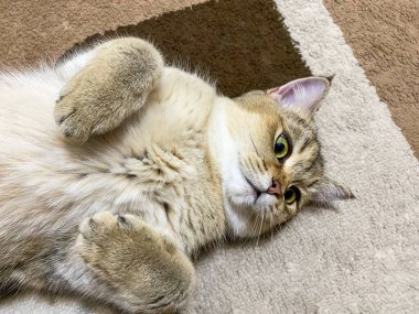 İngiliz Shorthair Altın Chinchilla NY25