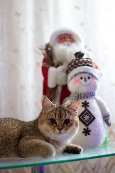 Christmas Kitty British Shorthair Golden Chinchilla Ny25 — 스톡 사진