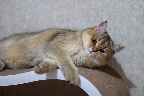 Anak Kucing Dari Inggris Chinchilla Emas Pendek Ny25 — Stok Foto
