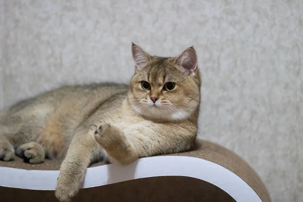 황금색 Ny25 산짧은 고양이 — 스톡 사진