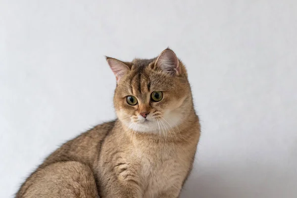 Green Eyed British Shorthair Golden Chinchilla Ny25 — Stockfoto