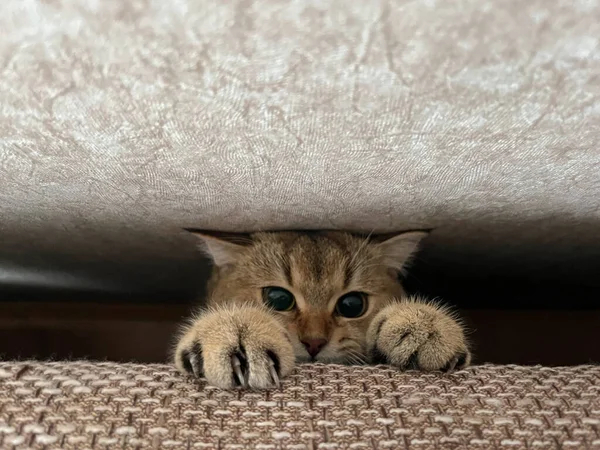 Hide Seek Games Green Eyed British Shorthair Golden Chinchilla Ny25 — Stock Photo, Image