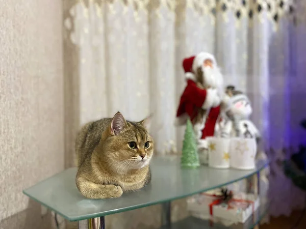 Green Eyed British Shorthair Golden Chinchilla Ny25 Christmas Evening — Foto Stock