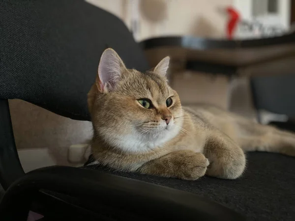 British Shorthair Golden Chinchilla Ny25 Resting Chair — Stock Photo, Image