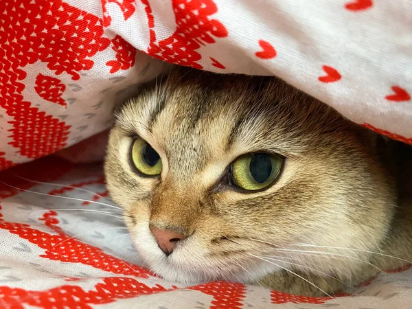 Taquigrafía Británica Ojos Verdes Chinchilla Dorada Ny25 Encuentra Debajo Una —  Fotos de Stock