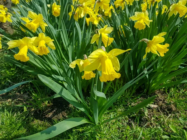 Narcissus assoanus Dufour 'un sarı çiçekleri bahçede çiçek açtı. Narcissus assoanus Dufour, yaklaşın.